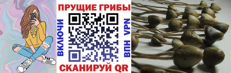 Псилоцибиновые грибы GOLDEN TEACHER  Йошкар-Ола 